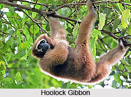 Hoolock Gibbon, Ape, Indian Animal