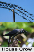 House Crow, Indian Bird