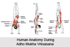 Adho Mukha Vrksasana