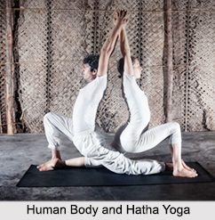 Human Body and Hatha Yoga