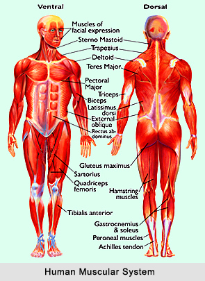 Impact of Yoga on Muscular System