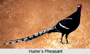 Hume`s Pheasant, Bird