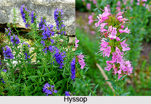 Hyssop