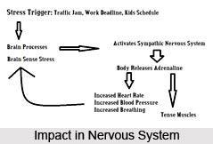 Impact Of Yoga On Nervous System