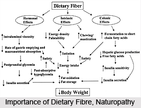 Importance of Dietary Fibre, Naturopathy