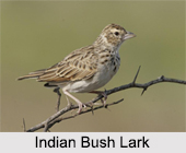 Indian Larks, Indian Birds