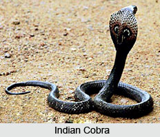Indian Cobra