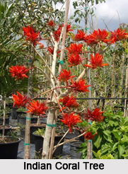 Deciduous Trees of India