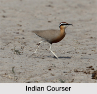 Indian Coursers, Indian Birds