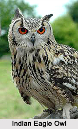 Indian Eagle-Owl, Indian Bird