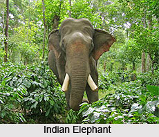 Elephant, Indian Animal