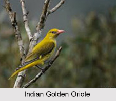 Indian Golden Oriole, Indian Bird