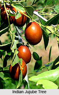 Indian Jujube Tree , Indian Trees