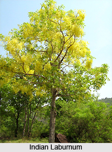 Indian Laburnum , Indian Plant