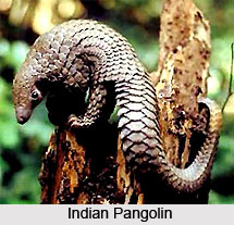 Bandhavgarh Tiger Reserve