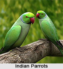 Indian Parrot, Indian Bird