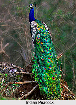 Common birds in India