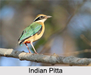Indian Pittas, Indian Birds