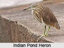 Indian Pond Heron, Indian Bird