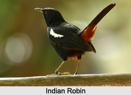 Indian Robins