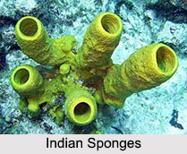 Indian Sponges, Aquatic Animals