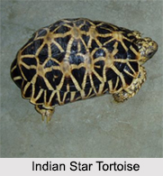 Indian Tortoises
