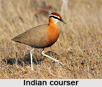 Indian Courser, Indian Bird