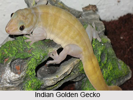 Indian Golden Gecko, Indian Reptile