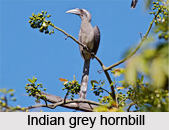 Indian Grey Hornbill, Indian Bird