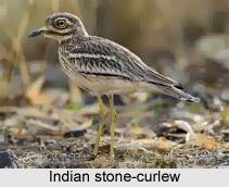Indian Stone-Curlew, Indian Bird