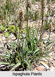 Ispaghula, Indian Herb