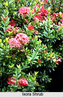 Ixora Shrub