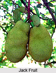 Jack Fruit Tree, Indian Trees