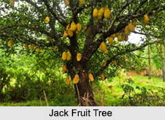 Evergreen Trees in India