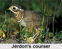 Jerdon`s Courser, Indian Bird