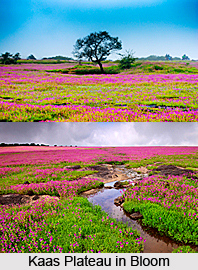 Kaas Plateau, Western Ghats, Maharashtra