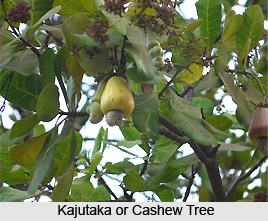 Kajutaka, Indian Medicinal plant