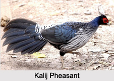 Indian Pheasants