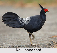 Kalij Pheasant, Indian Bird