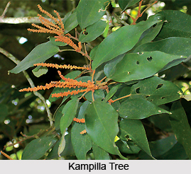Kampilla, Indian Medicinal Plant