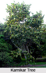 Karnikar Tree , Indian Trees