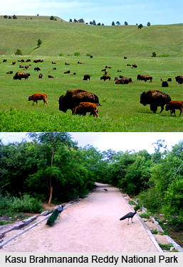 Kasu Brahmananda Reddy National Park, Hyderabad