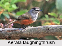 Kerala Laughingthrush, Indian Bird