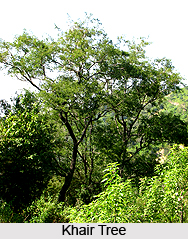 Khair Plant, Indian Medicinal Plant