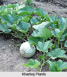 Kharboj, Indian Medicinal Plants
