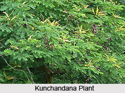 Kunchandana, Coral Wood, Indian Medicinal Plant