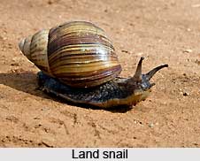 Types of Snail