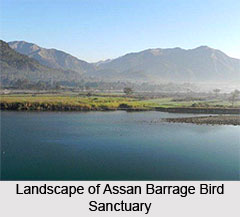 Assan Barrage Bird Sanctuary, Uttarakhand