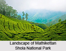 Mathikettan Shola National Park, Idukki District, Kerala