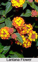 Lantana Shrub